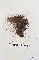 藏品(紐苔屬)的圖片